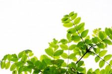 Green Leaves And Branches