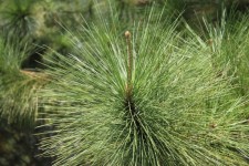 Green Pine Needles