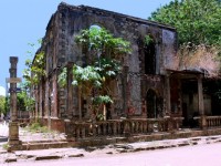 Greenery In Deserted Building