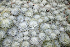 Grey Cactus Plant Wallpaper