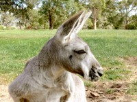 Grey Kangaroo Profile