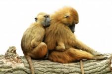 Guinea Baboons - Animals