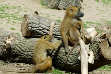 Guinea Baboons - Animals