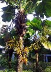 Heart Shape Palm Tree Fruits