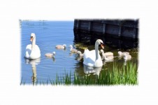 The Swan Family 1