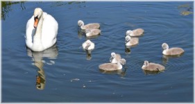 The Swans Family 2