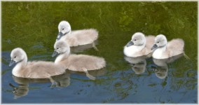 The Swan Family 4