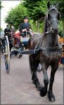 Dutch Authentic Carriages 01