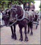 Dutch Authentic Carriages 02