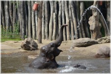 In The Bath Tub With The Elephants 14