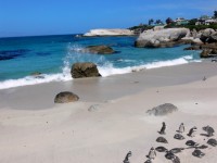 Jackass Penguins On Beach