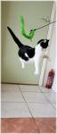 Jumping Cat 5