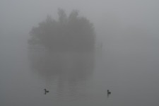 Ducks In The Fog