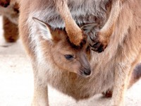 Kangaroo Joey In Pouch
