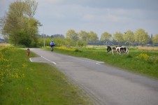 Cows, A Dog And A Cyclist