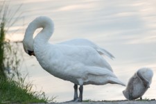 Swan And Young