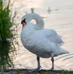 Swan Pose