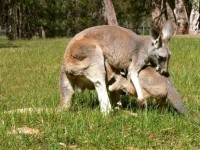 Large Baby Kangaroo