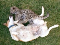 Leopard Cub With Dog