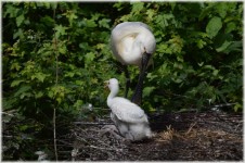 Spoonbill And Young 3 (series)