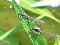 Blue Dragonfly Reproduction 6