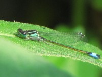 Blue Dragonfly On Leaf 2