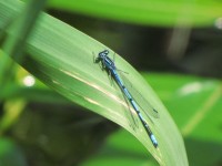 Blue Dragonfly On A Leaf