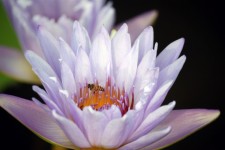 Light Purple Lotus Flower With Bees