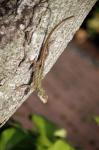 Lizard Hanging On The Tree