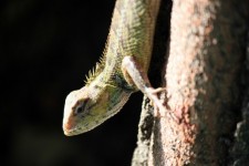 Lizard In Sunlight In Singapore