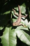 Lizard On The Leaf