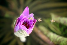 Lotus Bud With Bee Inside