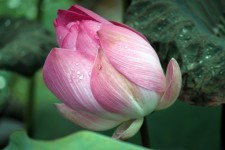 Lotus Flower After The Rain