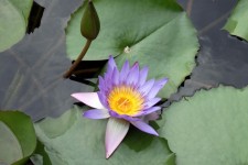 Lotus Flower In Blossom