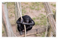Love Monkeys Bonobos