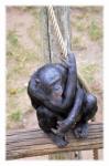 Love Monkeys Bonobos 2