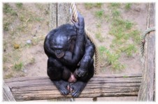 Love Monkeys Bonobos 3