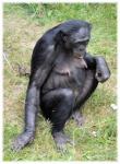 Love Monkeys Bonobos 4