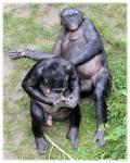 Love Monkeys Bonobos 6