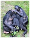 Love Monkeys Bonobos 7