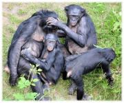 Love Monkeys Bonobos 8