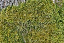 Moss On The Trunk Of An Oak Tree