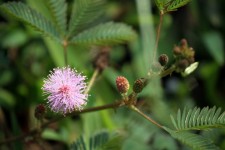 Mimosa Pudica Flower And Leaves