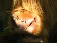Muzzle Of A Highland Cow