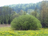 Nature In Bavaria