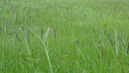 Nature Green Grass