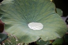 Old Lotus Leaf After Rain