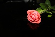One Single Rose