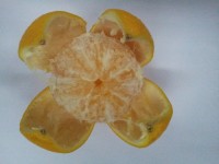 Opened Orange