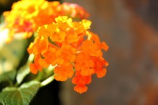 Orange Tiny Flowers
